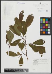 Foto von Salix appendiculata Vill.